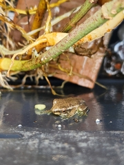 Osteopilus septentrionalis