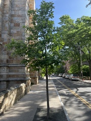Ginkgo biloba