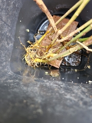 Osteopilus septentrionalis