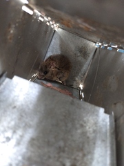 Oligoryzomys flavescens