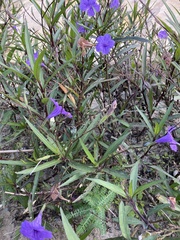 Ruellia simplex image