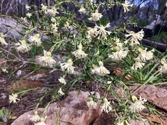 Pimelea stricta
