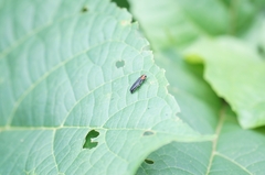 Agrilini
