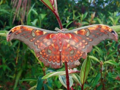 Antheraea larissa