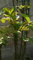 Spathodea campanulata
