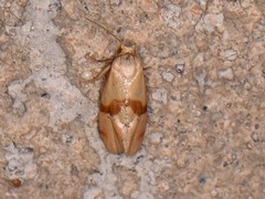 Cochylis caulocatax