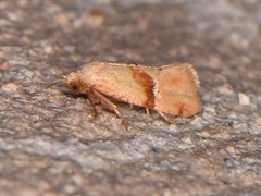Cochylis caulocatax
