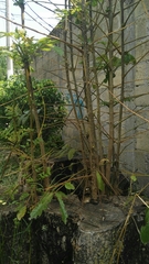 Spathodea campanulata