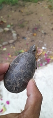 Claudius angustatus