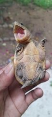 Claudius angustatus