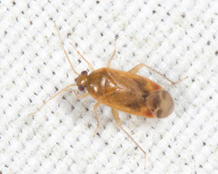 Plagiognathus delicatus