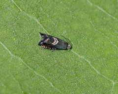 Grapholita interstinctana