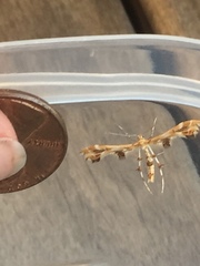 Geina periscelidactylus