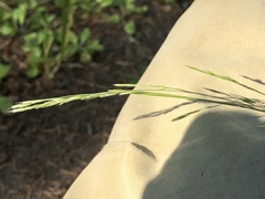 Deschampsia elongata