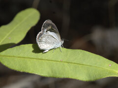 Erina erina erinus