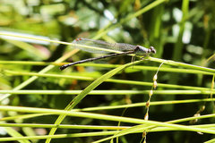 Argia fumipennis