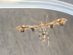 Geina periscelidactylus