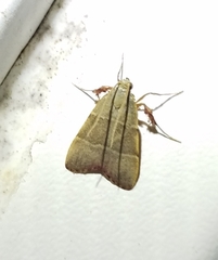 Basacallis tarachodes