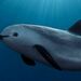 Vaquita - Photo (c) Alfokrads, some rights reserved (CC BY-SA)