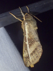 Oxycanus australis