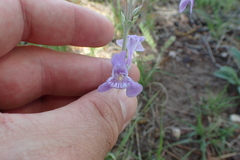 Penstemon fendleri