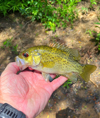 Ambloplites constellatus