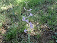 Penstemon fendleri
