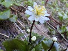 Caltha biflora