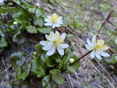 Caltha biflora