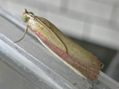 Oncocera semirubella