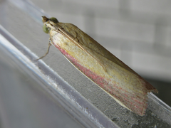 Oncocera semirubella