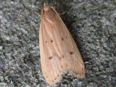 Brachmia modicella