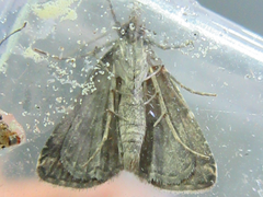 Schrankia separatalis