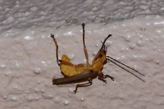 Chauliognathus cinguliventris