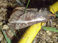 Oxycanus australis