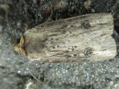 Axylia putris