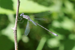 Lestes disjunctus