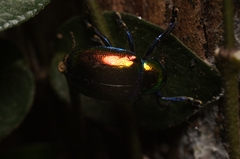 Platycorynus parryi