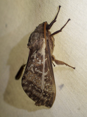 Oxycanus australis