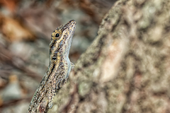 Anolis brevirostris