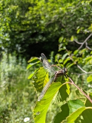 Phanogomphus descriptus