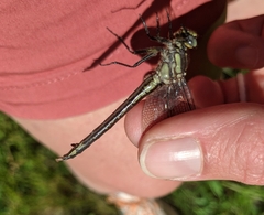 Phanogomphus descriptus