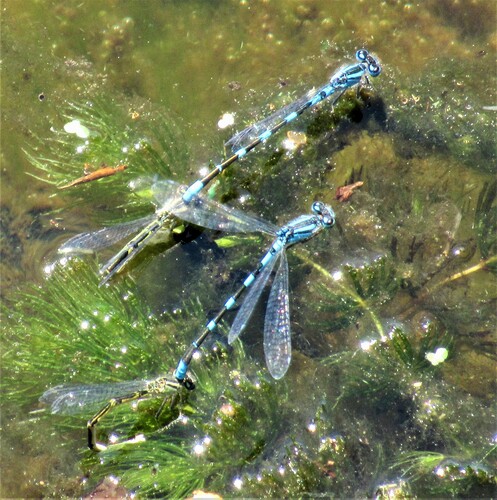 Tule Bluet photo 3