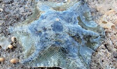 Meridiastra occidens