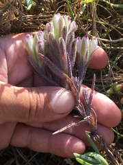 Chloropyron maritimum