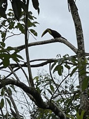 Ramphastos