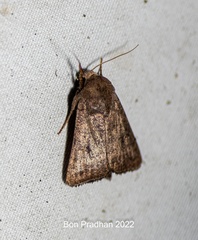 Noctuidae