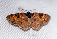 Hydrelia bicolorata