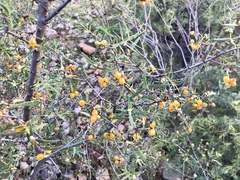 Pimelea microcephala microcephala