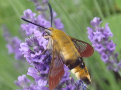 Hemaris
